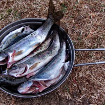 Trouts fished by Susman - a delicious dinner!